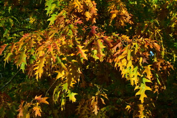 Les feuilles aux couleurs de l'automne