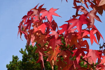 Les feuilles rouges de l'&eacute;rable &agrave; l'automne