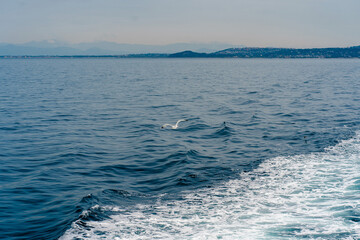 Fototapeta premium Seagull Soaring Over Ocean Waves