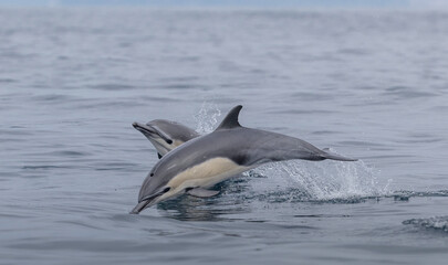 dolphin jumping out of water, common dolphins 