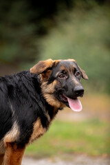 german shepherd puppy