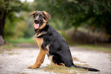 german shepherd puppy