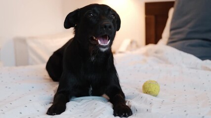 Black mixed-breed dog lying on a cozy bed with a green tennis ball. Concept of pet friendly hotel, accommodation and relaxation. Horizontal 4K footage