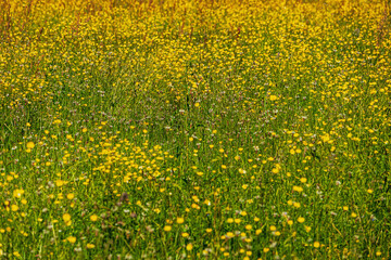 Field with yellow wildflowers and green grass on a sunny day. Natural meadow background with buttercups in bloom