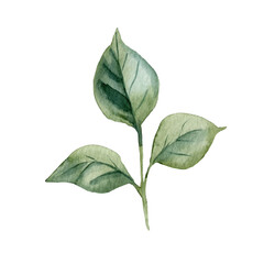 Watercolor Green Leaves Botanical Eucalyptus Foliage Collection Natural Handpainted Plant Illustration for Floral Design