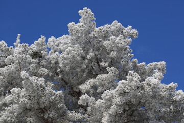 snowy tree in winter white