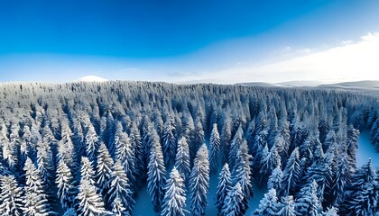 An aerial shot of a winter forest covered in pristine snow, under a clear, vibrant blue sky. The evergreen trees are densely packed