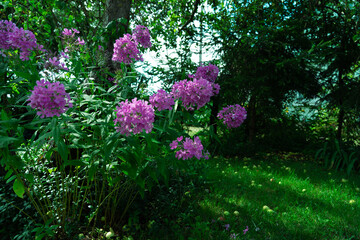 A bush of Phlox paniculate with tall green stems and clusters of bright pink, purple, or white flowers.