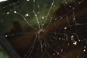 A delicate spider web stretched between small forest plants. The fine, intricate threads form a natural geometric pattern. Close-up, showing the detailed structure in a woodland setting.