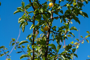 A yellow cherry plum ripening on the tree. Medium shot, viewed from below upwards.