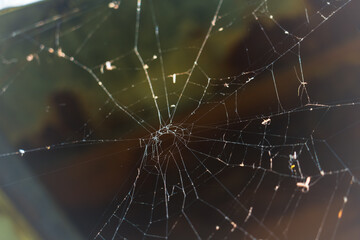 A delicate spider web stretched between small forest plants. The fine, intricate threads form a natural geometric pattern. Close-up, showing the detailed structure in a woodland setting.