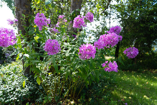 A bush of Phlox paniculate with tall green stems and clusters of bright pink, purple, or white flowers.