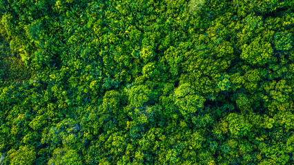 Amazon Forest Jungle Wild Nature Green Trees Amapá North Brazil South America Tropical Rainforest...