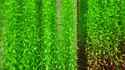 colorful artificial flower and plant types