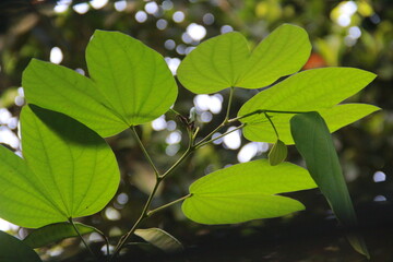 green leaves on a tree
