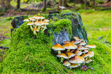 tree trunk with mushroom in decay
