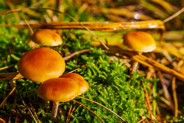 mushroom in the forest