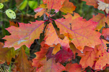 autumn leaves background