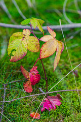 red and yellow leaves