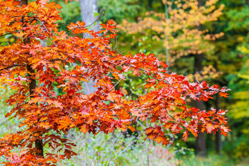 autumn leaves background