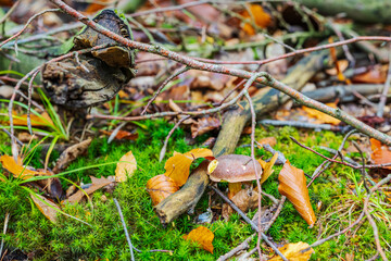 single mushroom in the forest