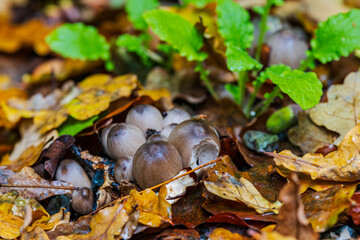 close up of a mushroom