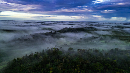 Amazon Forest Jungle Wild Nature Green Trees Amapá North Brazil South America Tropical Rainforest Adventure Landscape Exploration Ecology Environment Outdoor Travel Wilderness Flora Scenic Path Life