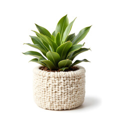Fototapeta premium Cozy plant pot with green leaves on white background, home decor