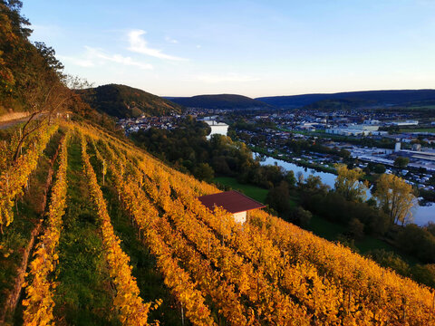 Blick vom herbstlichen Weinberg ins Maintal bei Klingenberg in Unterfranken in Bayern in Deutschland