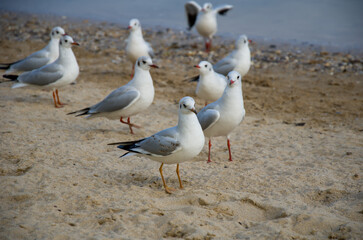 A flock of white seagulls rests on the textured sand of a coastal beach.