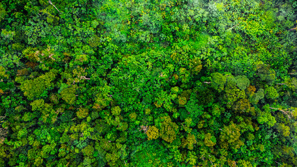 Naklejka premium Amazon Forest Jungle Wild Nature Green Trees Amapá North Brazil South America Tropical Rainforest Adventure Landscape Exploration Ecology Environment Outdoor Travel Wilderness Flora Scenic Path Life