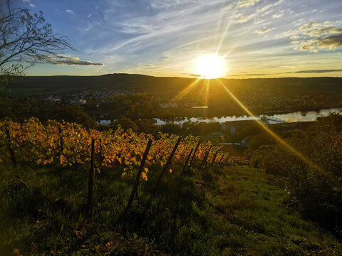 Weinberge am Main in Unterfranken in Bayern in Deutschland