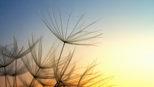 Gentle dandelion seed floating on a soft gradient sky