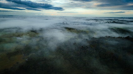 Obraz premium Amazon Forest Jungle Wild Nature Green Trees Amapá North Brazil South America Tropical Rainforest Adventure Landscape Exploration Ecology Environment Outdoor Travel Wilderness Flora Scenic Path Life