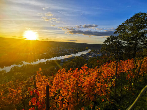 Herbst im Weinberg von Erlenbach am Main in Unterfranken in Bayern in Deutschland