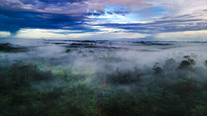 Obraz premium Amazon Forest Jungle Wild Nature Green Trees Amapá North Brazil South America Tropical Rainforest Adventure Landscape Exploration Ecology Environment Outdoor Travel Wilderness Flora Scenic Path Life