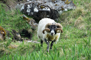 Blackfaced Ram with Spiraling Horns Roaming the Highlands