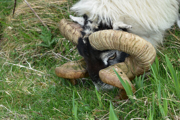 Scottish Blackfaced Sheep Grazing in the Outer Hebrides