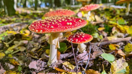 Toadstools found in the Roztocze forest.