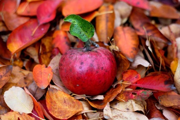 red apple in autumn in colorful leaves