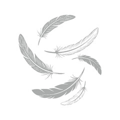 Graceful Hand-Drawn Feathers in Motion