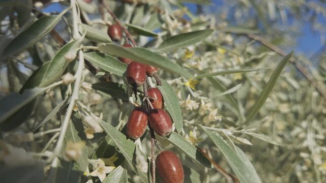 Small flowers, leaves and last year's red fruits of blooming Silverberry or Oleaster tree, close-up