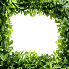 Lush Greenery Frame for Natural and Elegant Designs on transparent background
