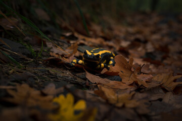 Salamandre tachetés