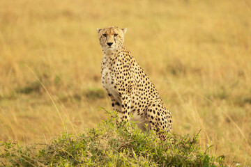 Cheetah perched on a mound looking for its morning breakfast prey
