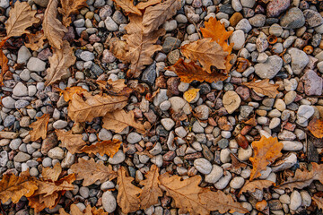 Close-up of dry autumn oak leaves scattered over multicolored pebbles, showing natural texture, seasonal change, and earthy tones.