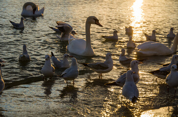 Fototapeta premium Swans and Gulls Gathering on Water at Sunset with Golden Sun Reflection