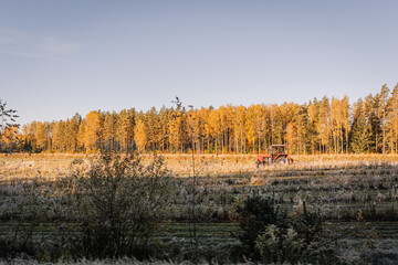 A red tractor in a golden autumn field, surrounded by tall trees with colorful foliage under a clear blue sky. Peaceful rural countryside morning scene.