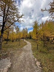 path in the autumn forest