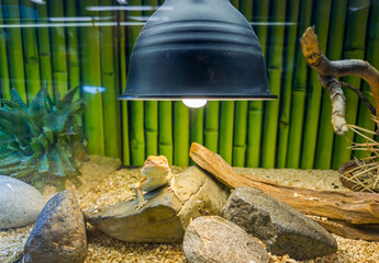 Bearded dragon lizard basking under a heat lamp in a terrarium with rocks and succulents, reptile...